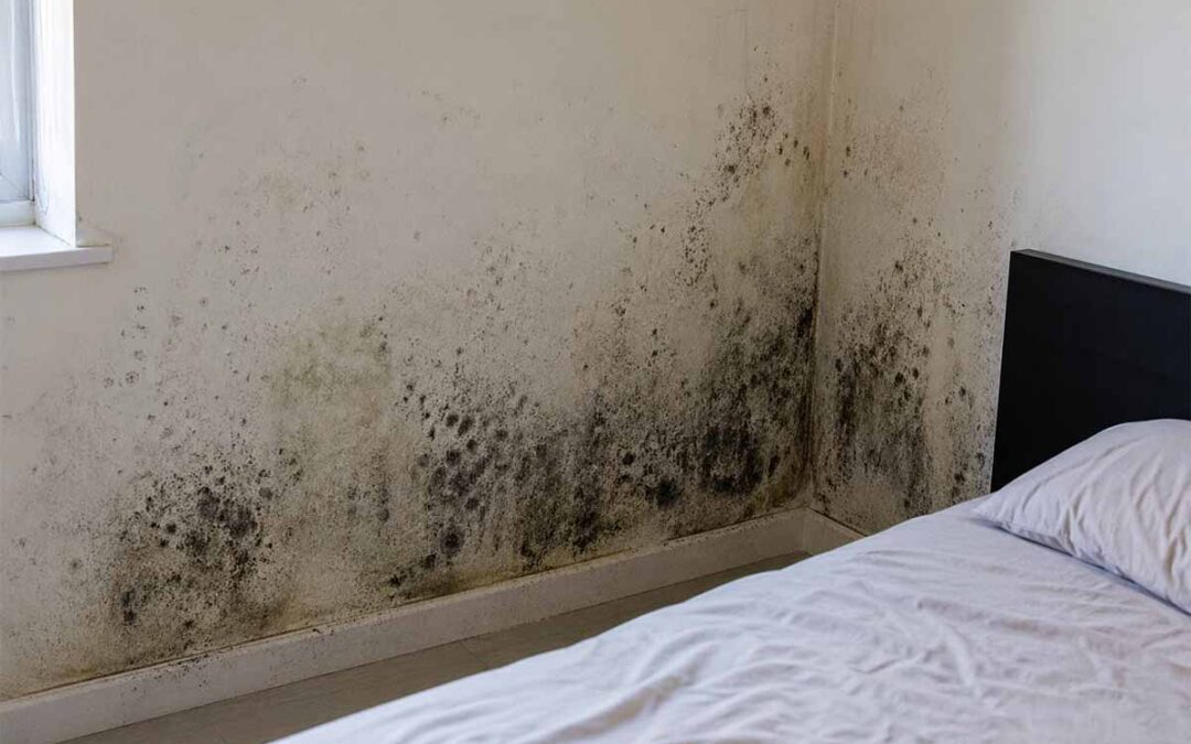 Mould on Bedroom Walls
